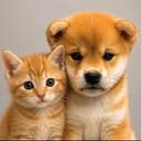 DOGANDCAT